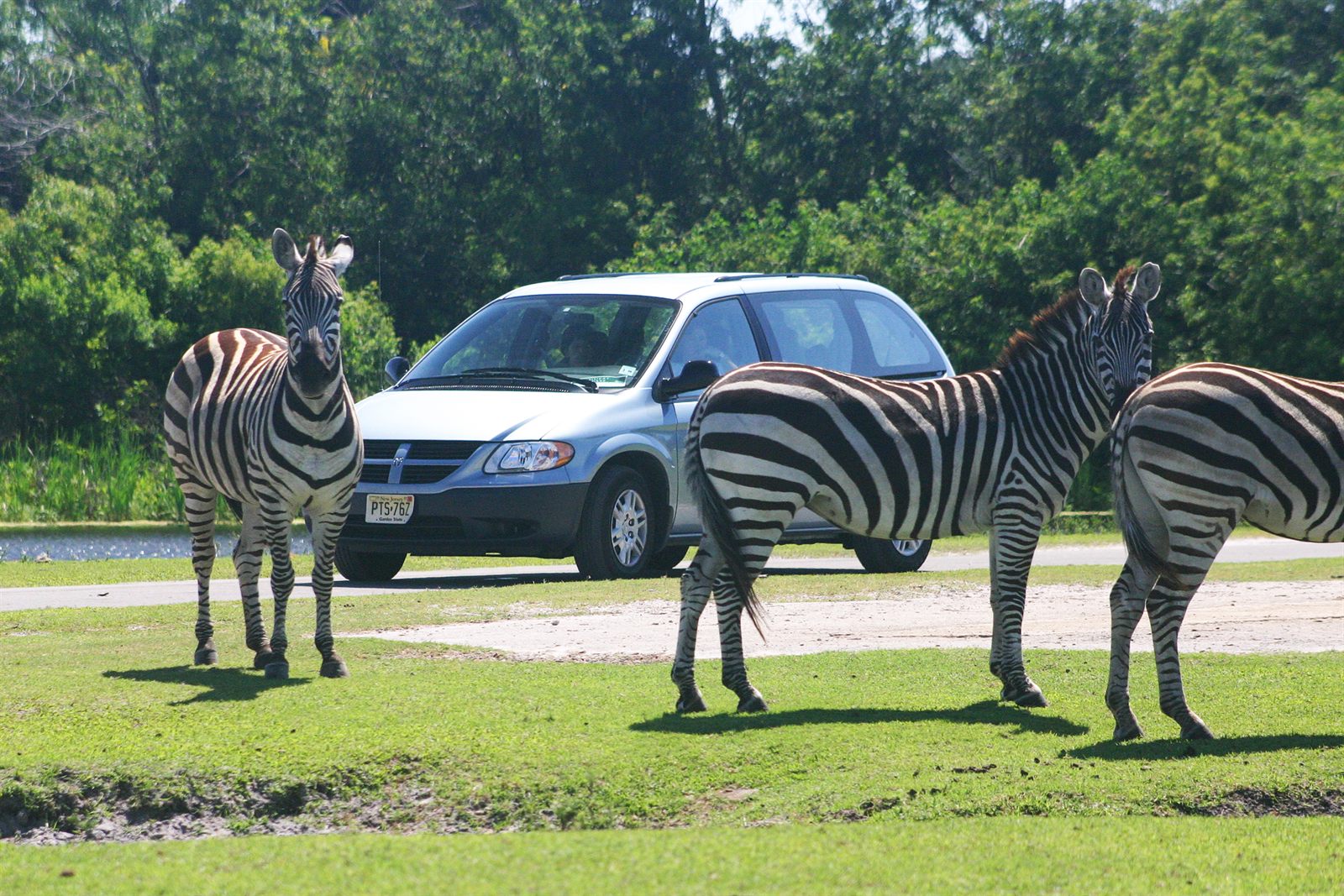 Zebras standing beside a minivan on the drive-through route at Lion Country Safari, one of the top things to do in Loxahatchee, Florida
