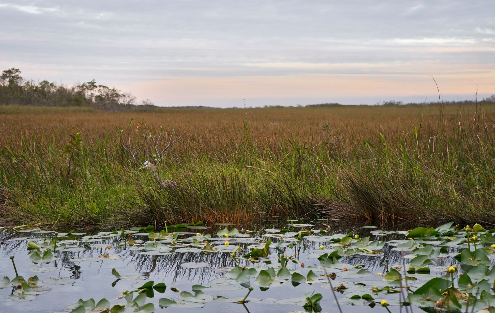 Sawgrass marsh stretching to the horizon behind lily pads at dusk, the kind of Everglades habitat protected at the Loxahatchee National Wildlife Refuge