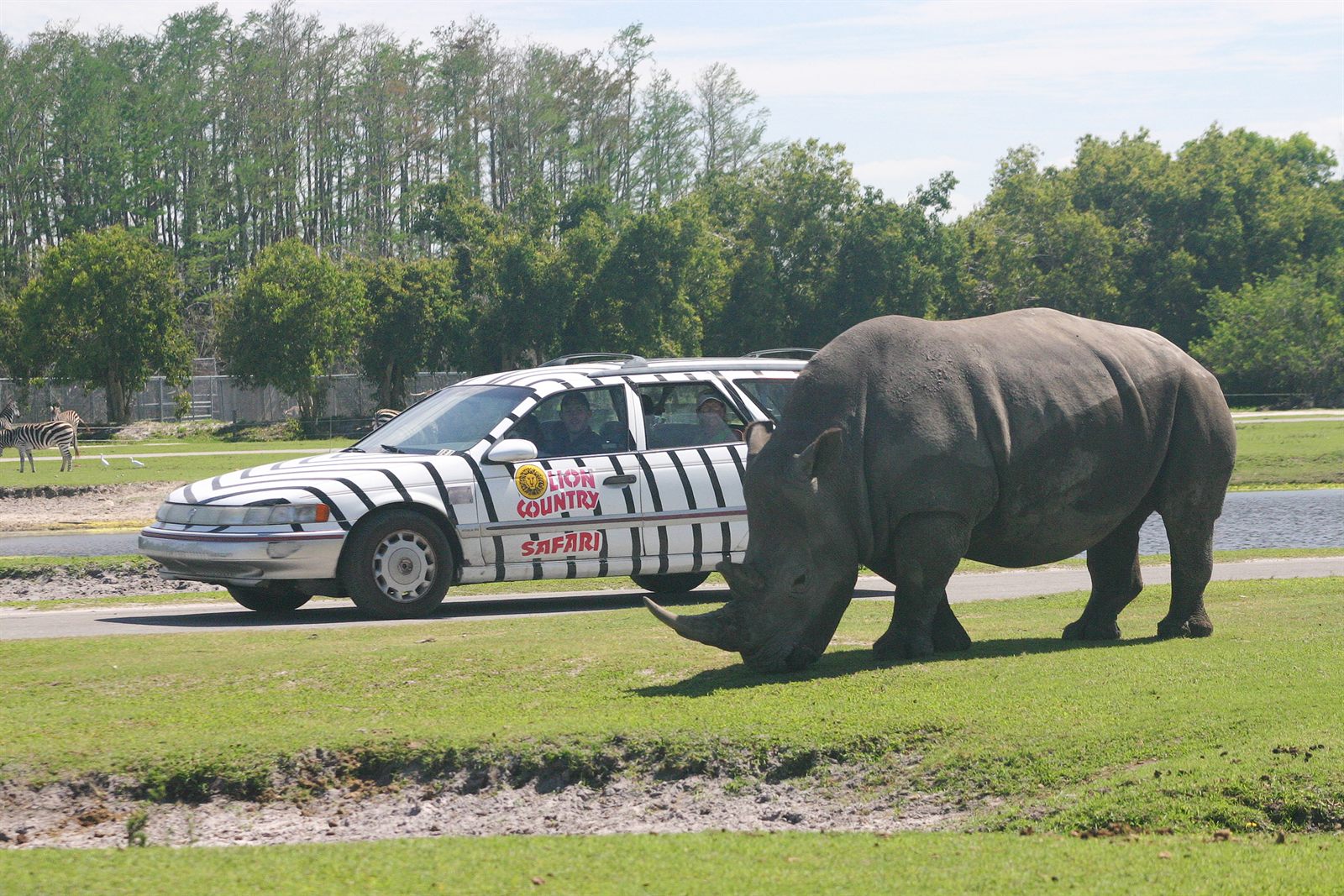 A white rhinoceros grazing next to a zebra-striped car on the grass at Lion Country Safari in Loxahatchee