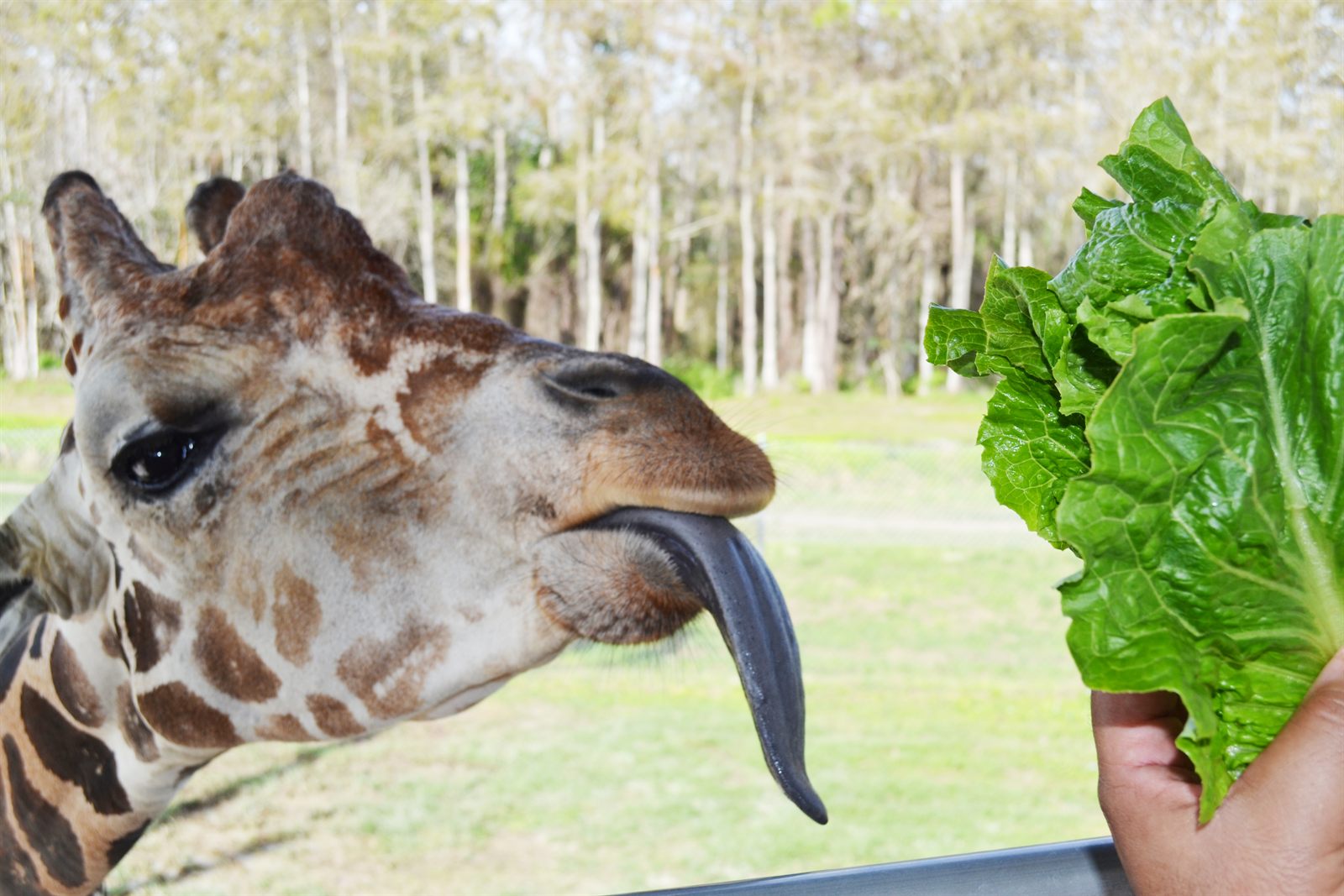 A giraffe stretching its long tongue toward a leaf of lettuce held out by a visitor at Lion Country Safari